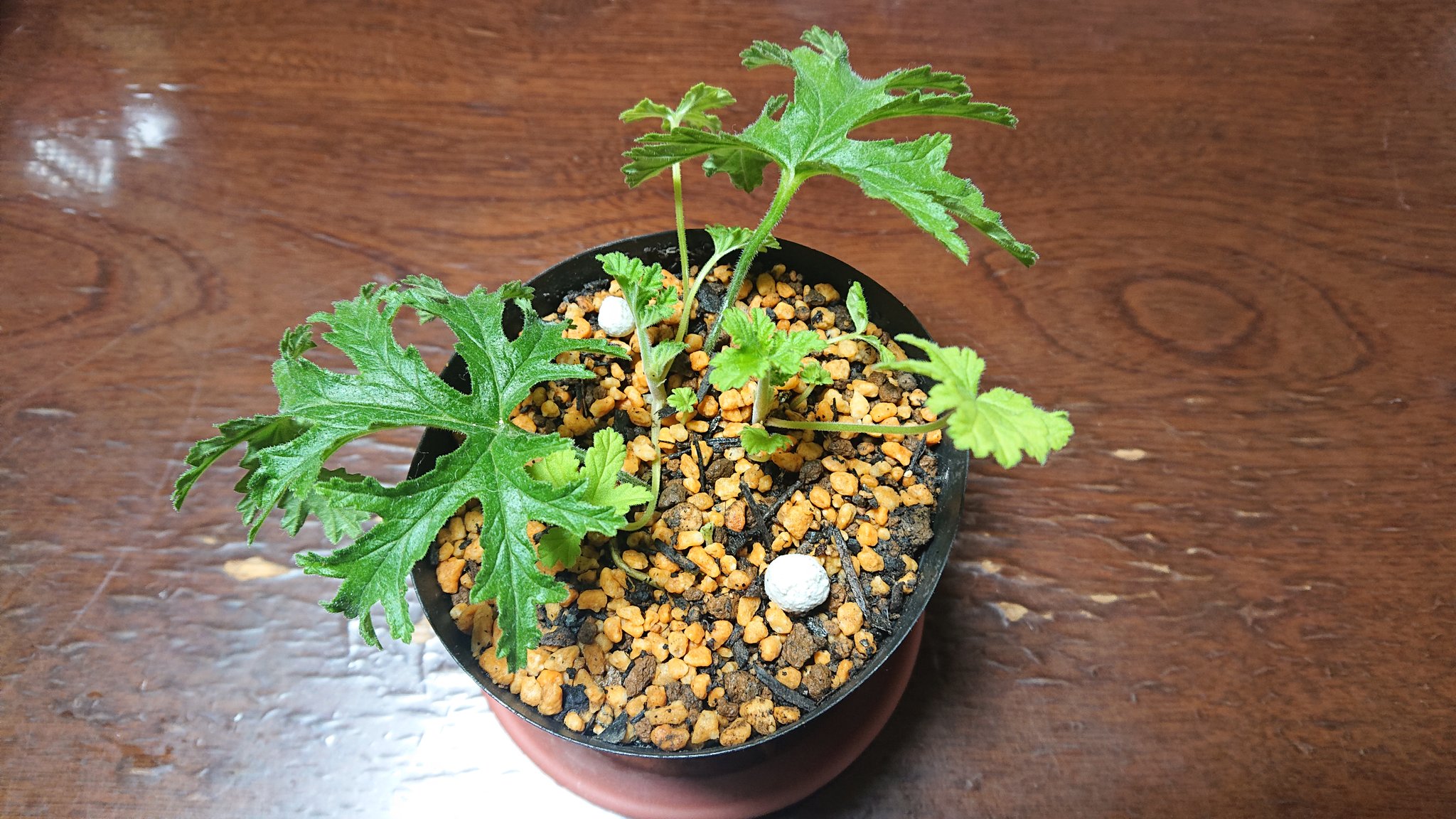 蚊取り草 Twitter Search Twitter