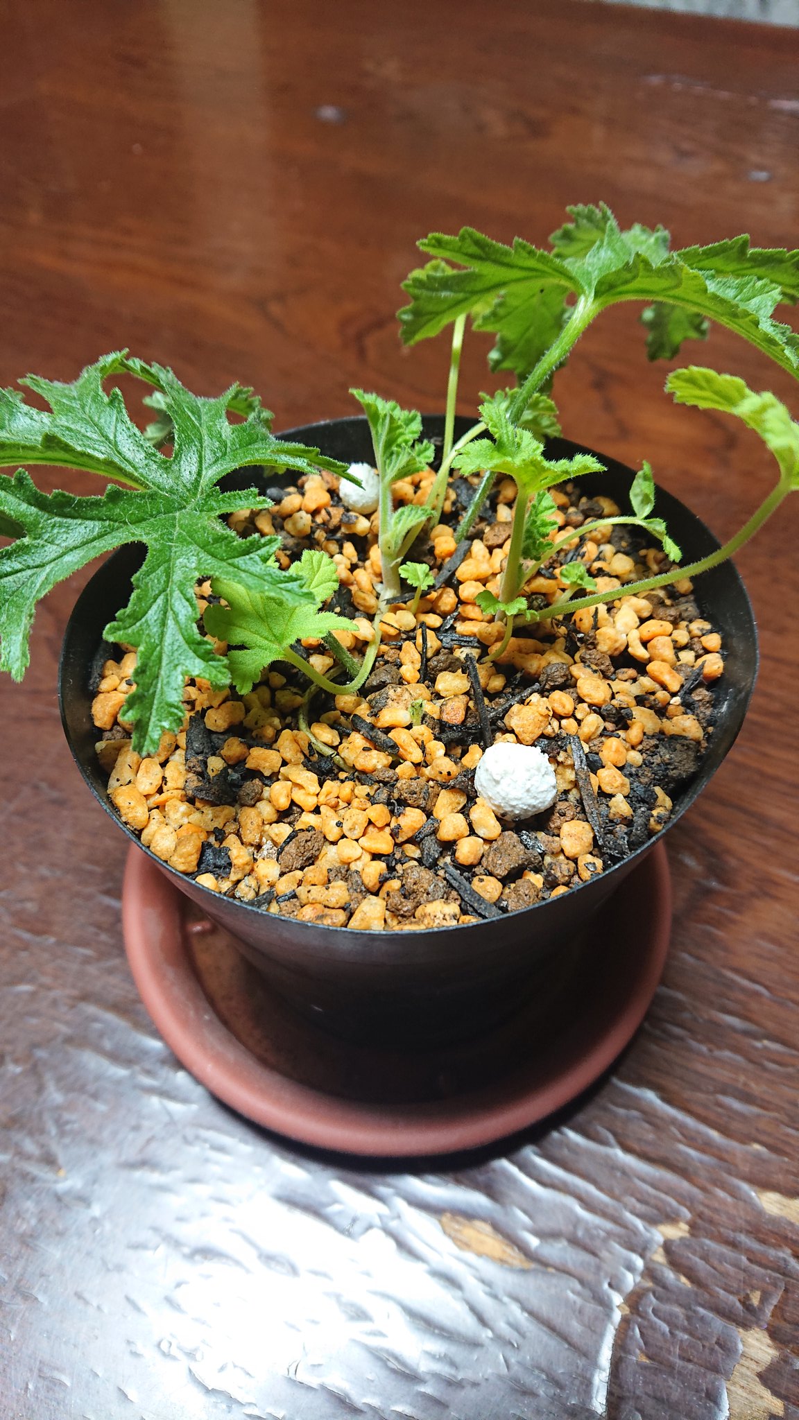 蚊取り草 Twitter Search Twitter