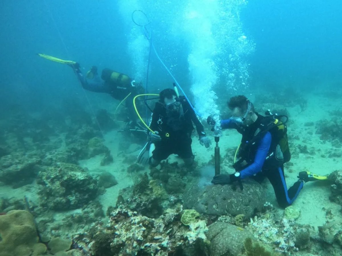 MaCoBioS's tweet photo. Did you know that analysing corals can help us understand historical environmental change? In this blog, our expert @juanpdolivo @geobio_berlin @FU_Berlin talks about paleoclimatology and the role of corals. Read it here: https://t.co/NckXUnWPI4 #fridayforclimate #coralreefs https://t.co/gdnD7gUMZQ