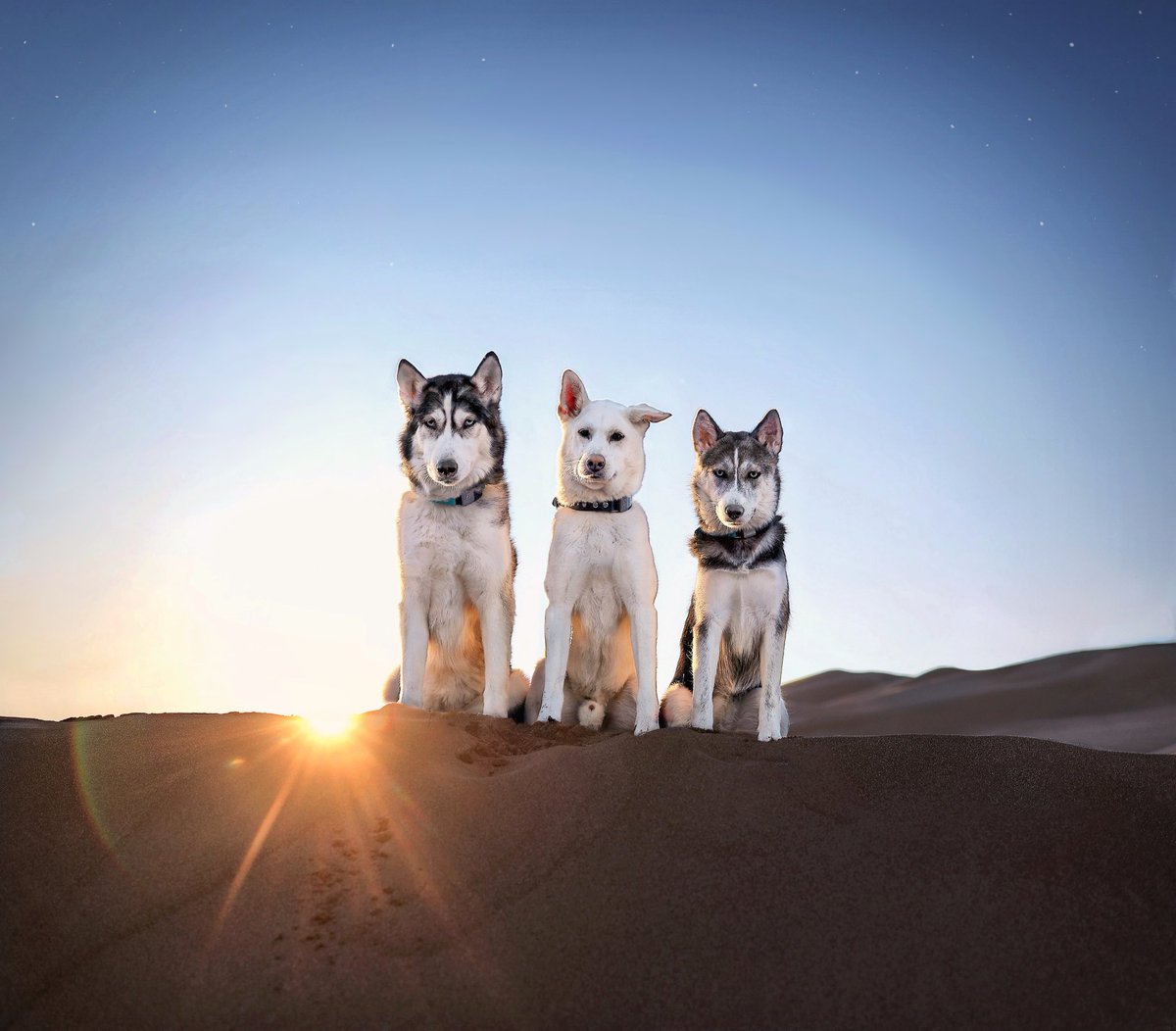 Everything the light touches is our kingdom! But what about that shadowy place?! That’s #Instagram, we must never go there. ⬅️ All the dog accounts leaving IG to join #dogsoftwitter! 😂 #twitterdogcommunity