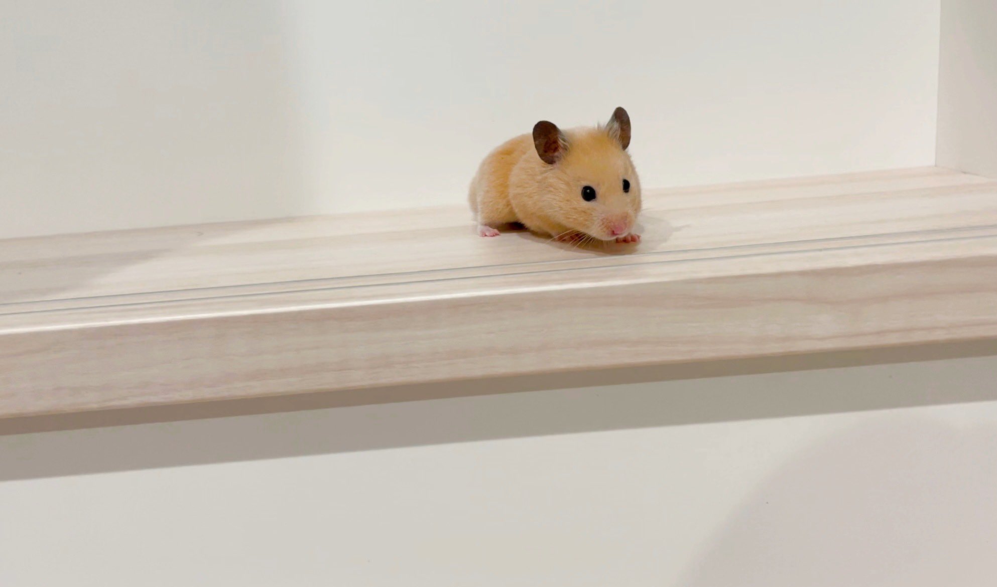 もちもぐ ハムスター日記 遠目で写真を撮るとちっちゃさが分かってかわいい ハムスター キンクマ T Co I8ati4pbcg Twitter