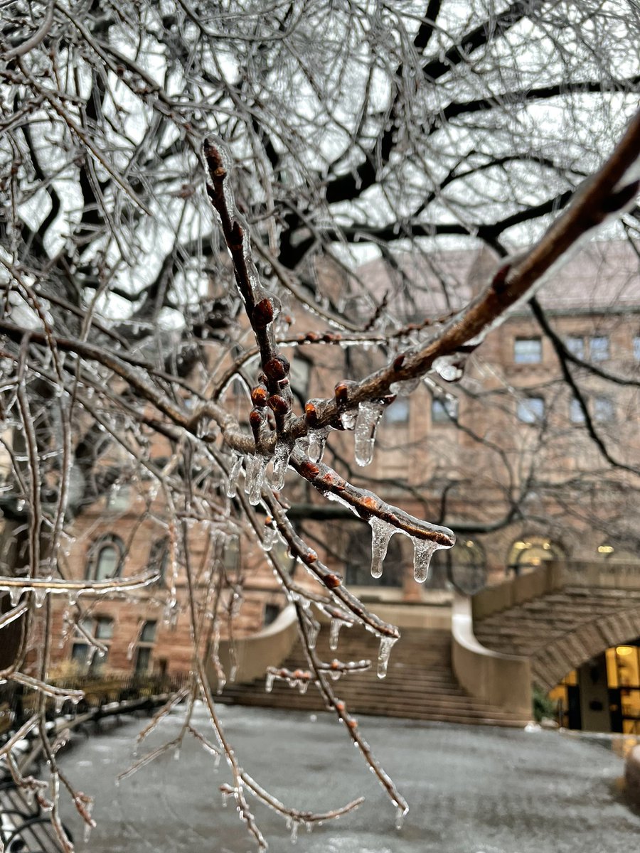 JholmesJay's tweet photo. #bltree my tree is crystal today . American Elm west 77th https://t.co/eWm9X27uO8