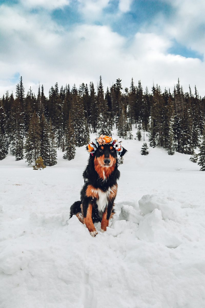 this one deserved to be seen fully on #twitterdogcommunity 

#nocrop #australianshepherd #exploringutah