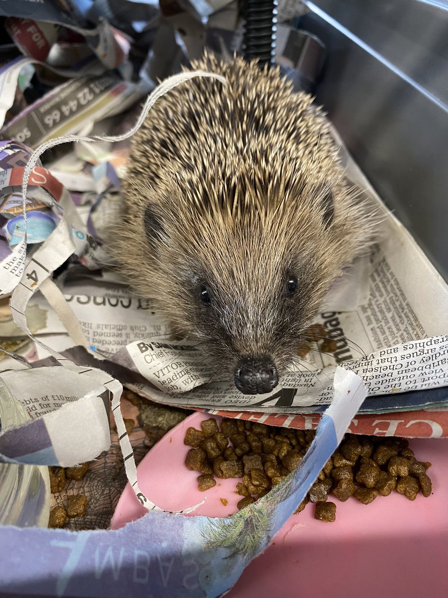 Say hello to little Dipper one of yesterdays new admissions from Mevagissey. She was very cold and spent the night in one of our <a href="/TLCRescueMe/">TLC Rescue-Me</a> incubators. Now rewarmed and rehydrated she is looking so much brighter 💚🦔🐾

#hedgehogs #rescue #wildlife #charity #Cornwall
