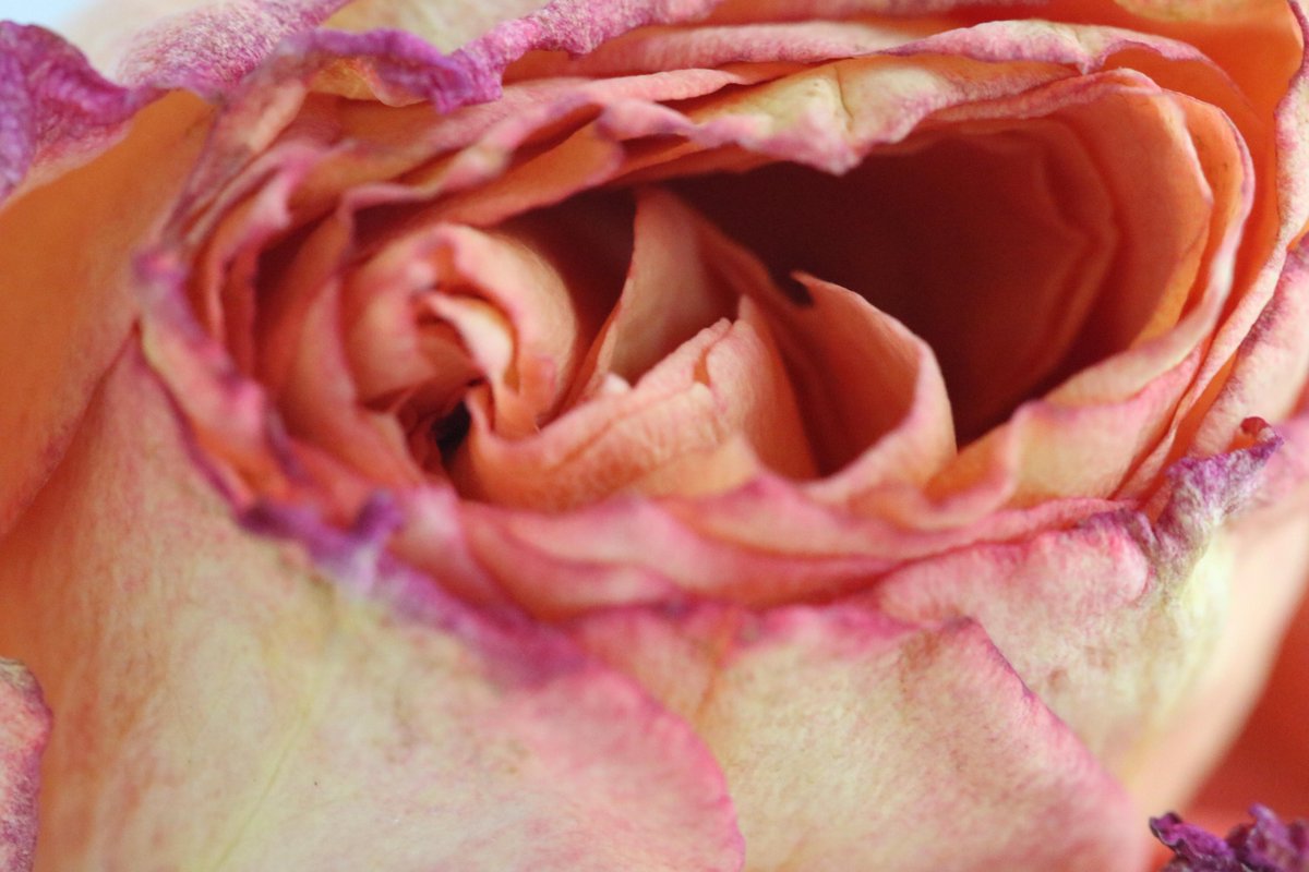 Lisa Winkler tweet media