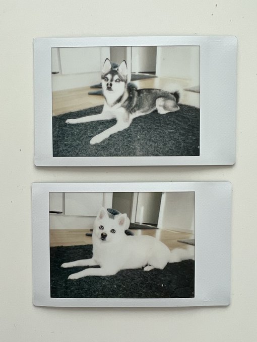 2 pic. Dogs needed new passport photos and I’m laughing so hard over how their pose is literally identical