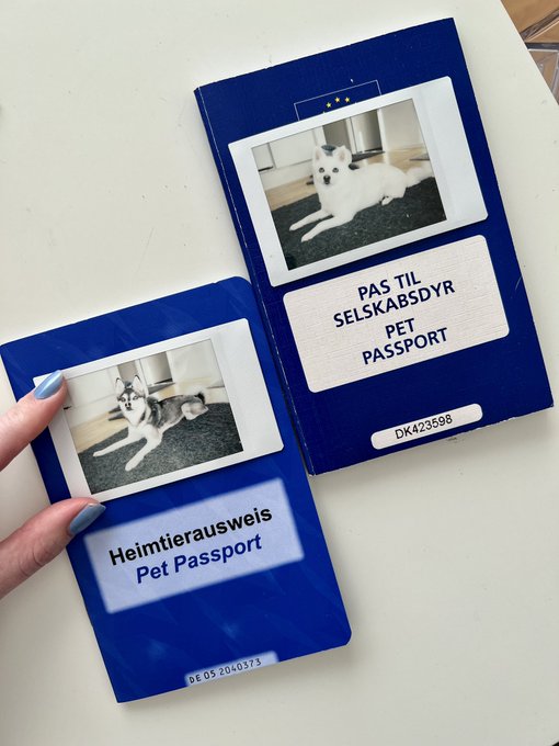 1 pic. Dogs needed new passport photos and I’m laughing so hard over how their pose is literally identical