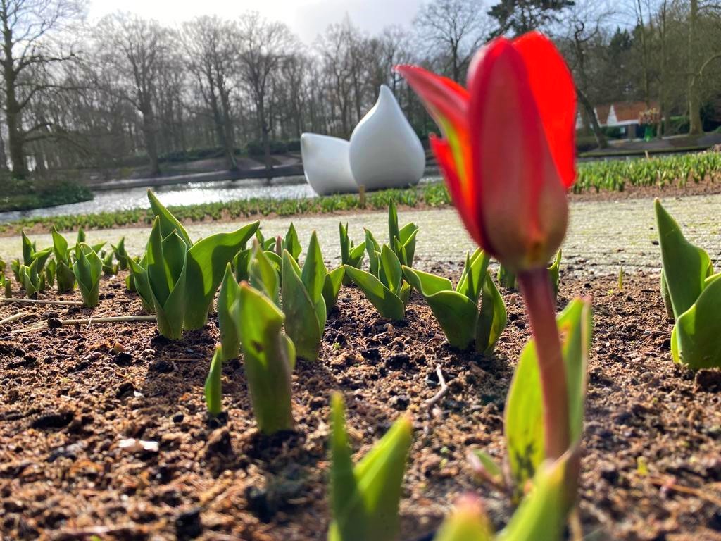 De eerste tulpen zijn gezien! Nog maar 27 dagen tot de opening. 🌷