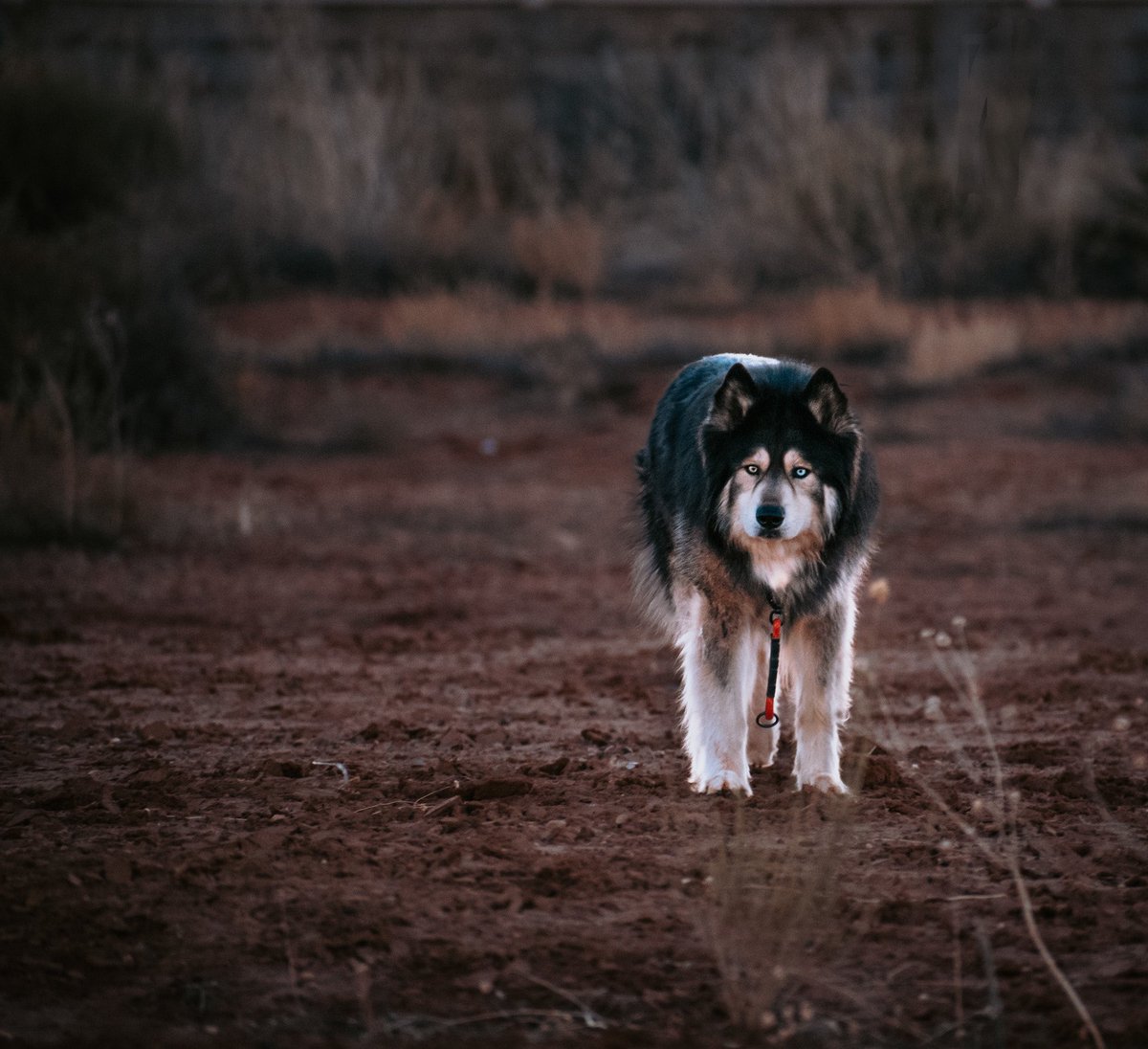 Vader, leader of the pack, the little hunter, the derp #dogsoftwitter #twitterdogcommunity #twitterdogs #Husky #dogs