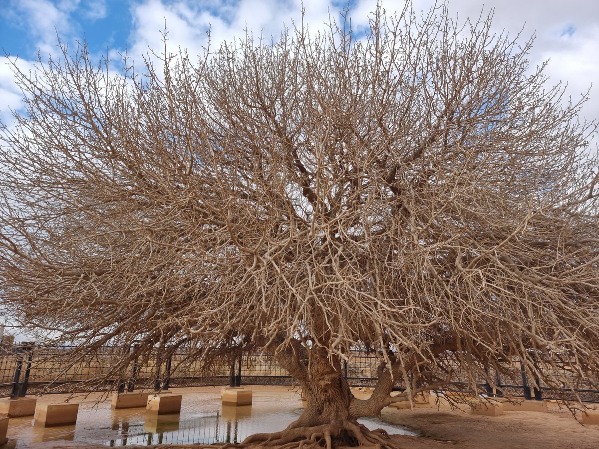 Efendimizin (s.a.v) şama ticarete giderken altında gölgelendigi ağaç.tahmini 1500 yıllık ağaç.
Ürdün