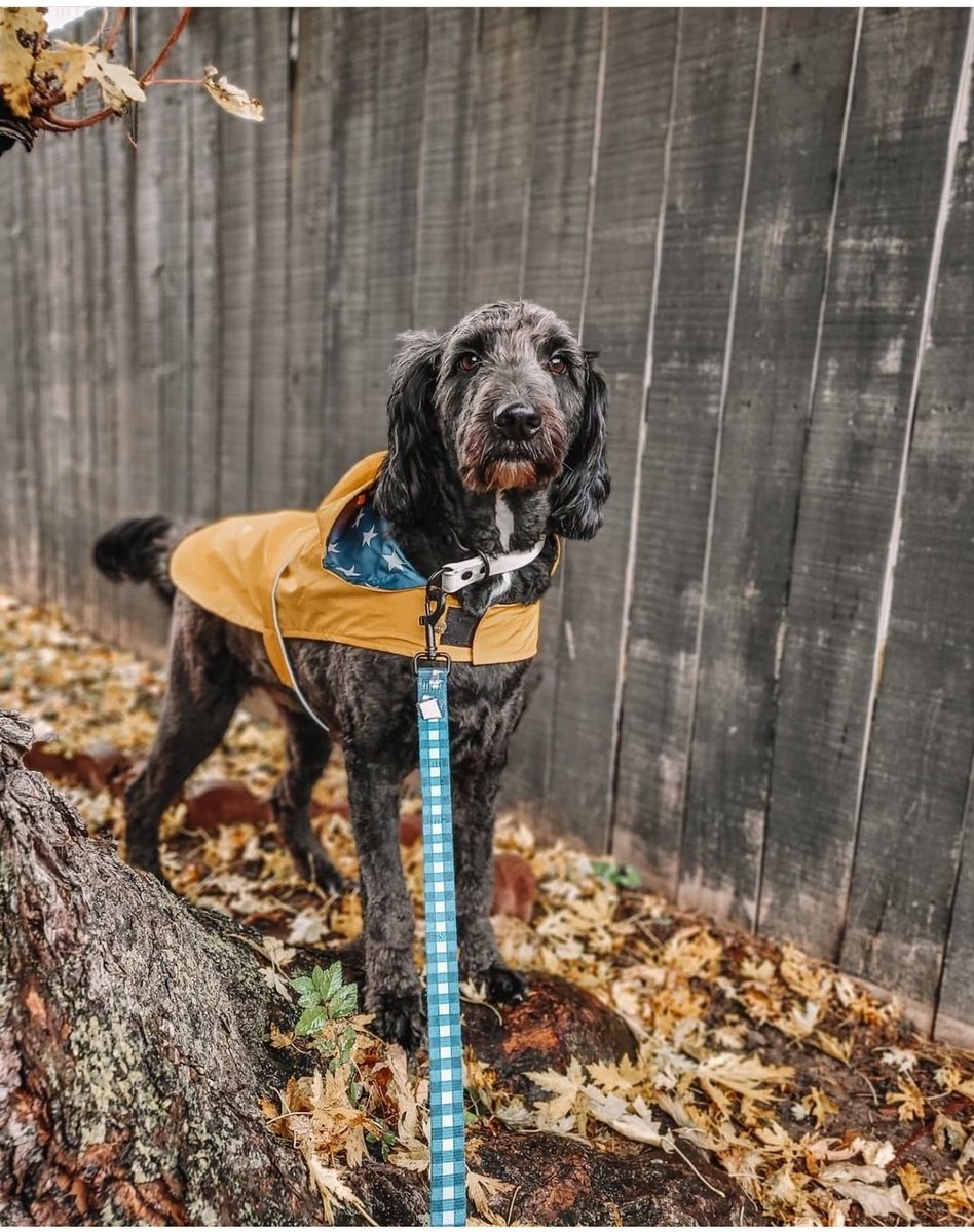 ZeusandOssi's tweet photo. Meet Zeus ⚡️🐾

Zeus was born on March 12, 2020 making him almost 2 years old! He was my high school graduation gift 🎁  He loves tug, food, and snow. Zeus LOVES his belly rubs and his butt scratches.

-♡-
#twitterdogcommunity #dogsoftwitter #doglovers https://t.co/bZqTLdaFnI
