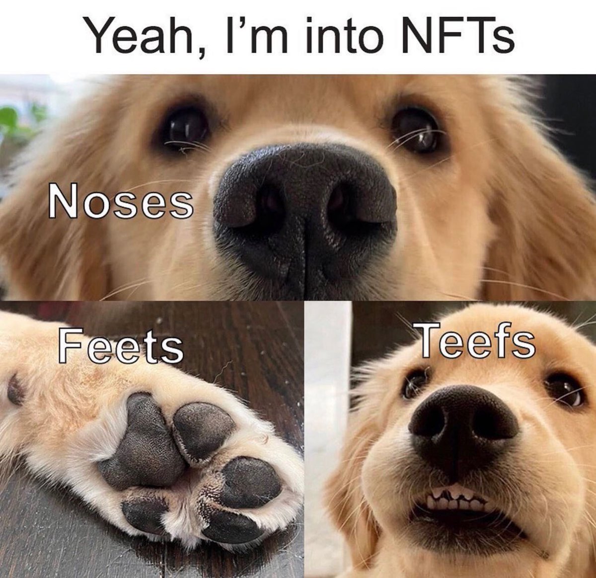 Acutely_'s tweet photo. Happy Friday! 

#NFTs #dogs #dogsoftwitter https://t.co/d0vahKfhTt