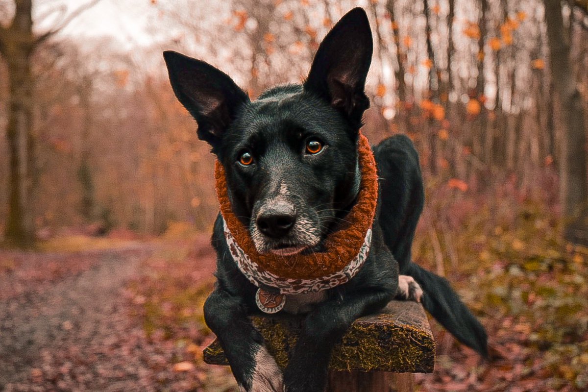 Apple_thebc's tweet photo. The joys of no crop!! Oh I have missed seeing photography as you are meant to #byeinsta #twitterdogcommunity #twitterdog #dogsoftwitter https://t.co/EtaxFbsKrL
