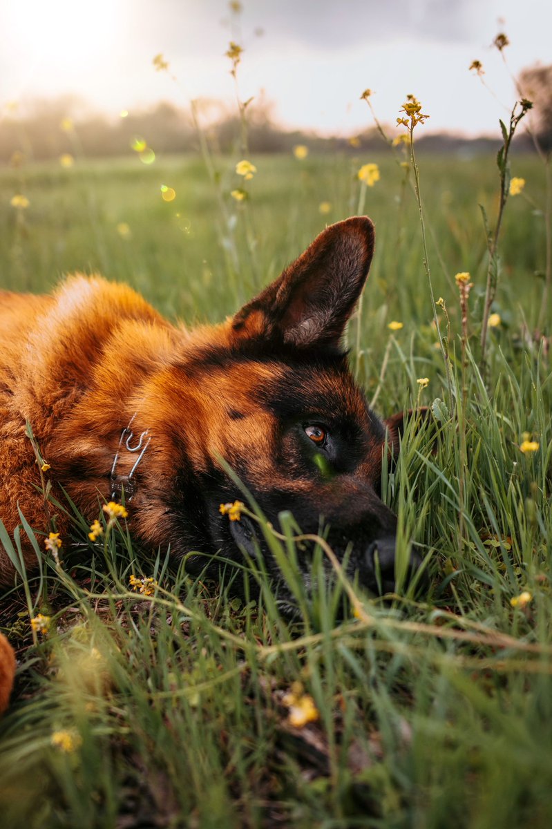 Kane, Dallas, Palomo, and Valerie tweet media