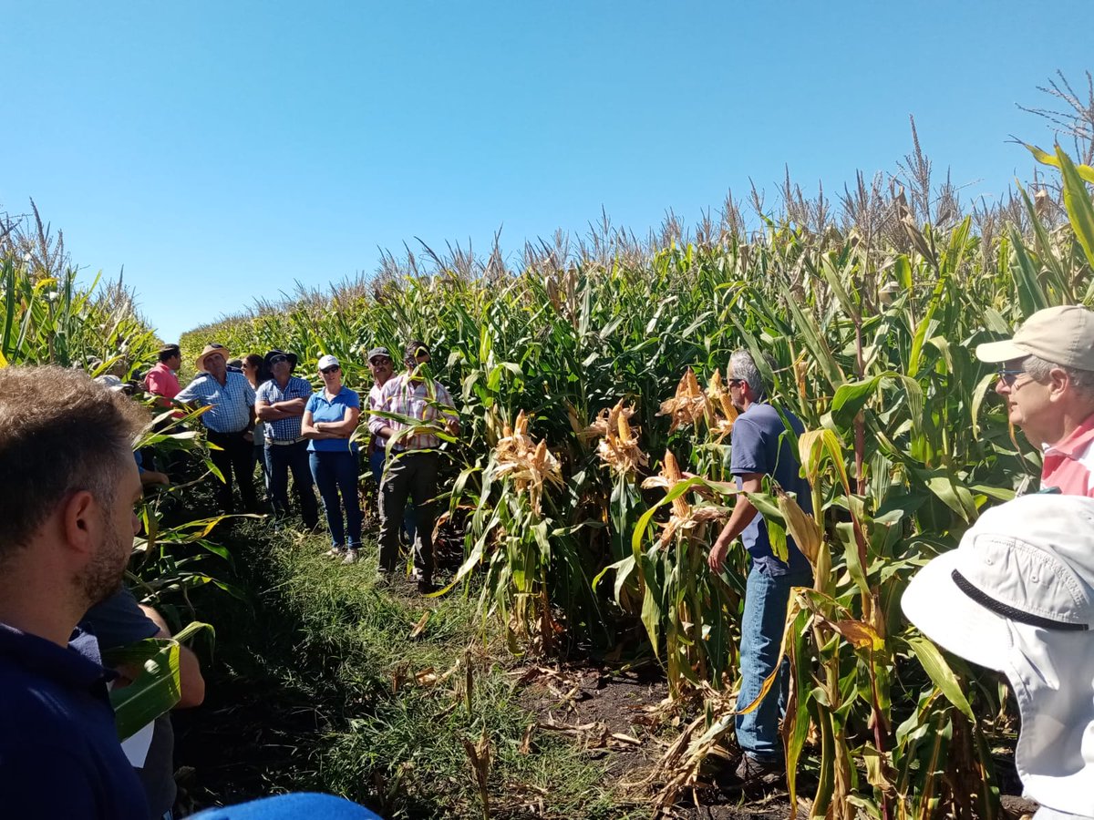 🌽💦 Con el objetivo de intercambiar y brindar herramientas e información actualizada sobre tecnologías y manejo en cultivo de #Maíz para altos rendimientos, se está realizando la la 3era Jornada anual de Riego, en el campo de recría “La Cruz” de la <a href="/_splf/">SPLF</a>