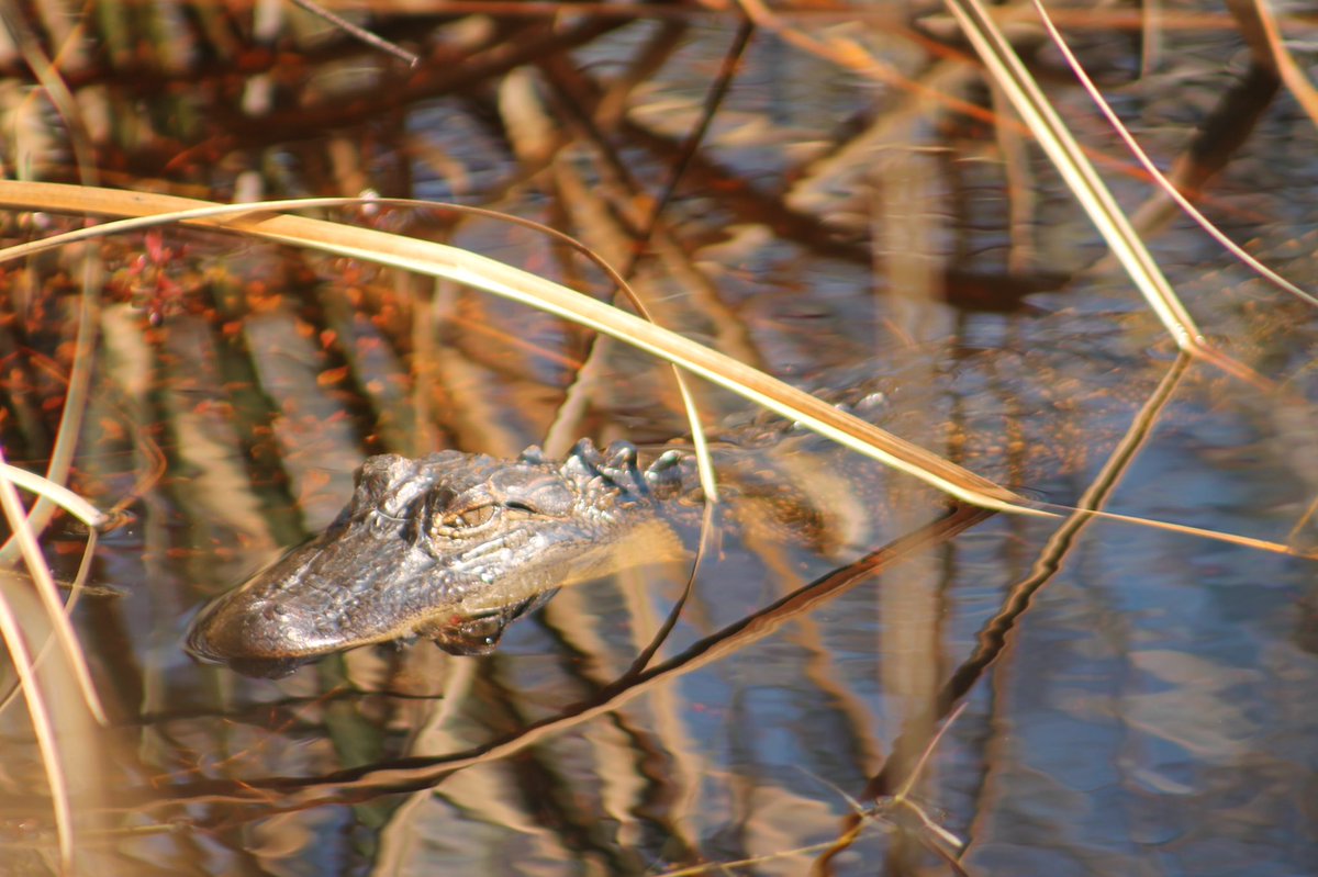Go wild, it’s Friday! 🐊