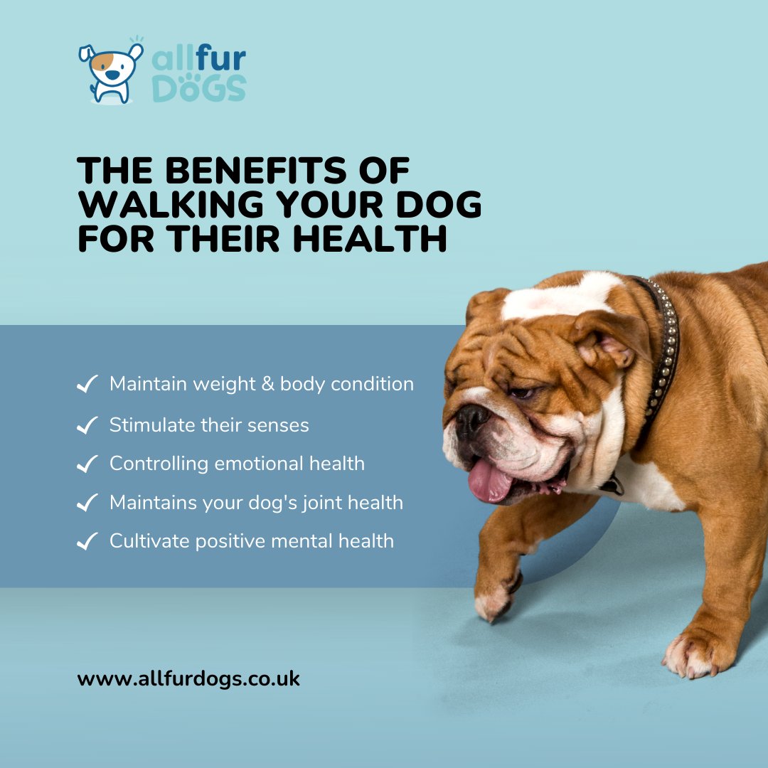 allfurdogs.co.uk on X: How often do you walk your #dog? 💙 There