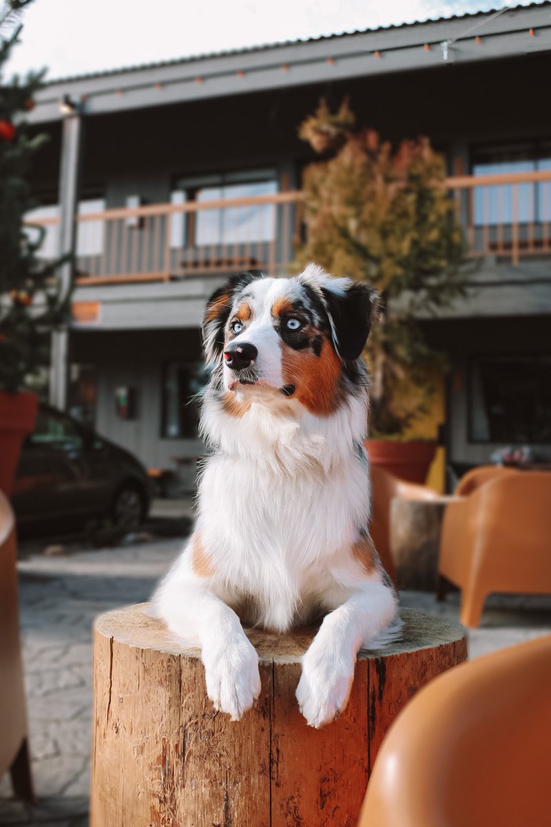 I made a Twitter like a month ago so I’m feelin ahead of the game rn #twitterdogcommunity WHERE MY PEEPS AT??