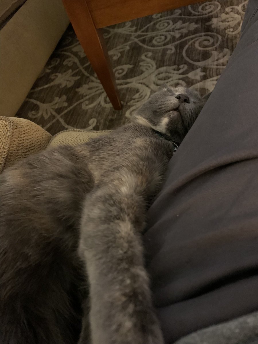 SaltyIslanderNL's tweet photo. @HodgeTheCat I think they just need a good nap - Giblet #KittyTweet https://t.co/z6qGRwU7Dr