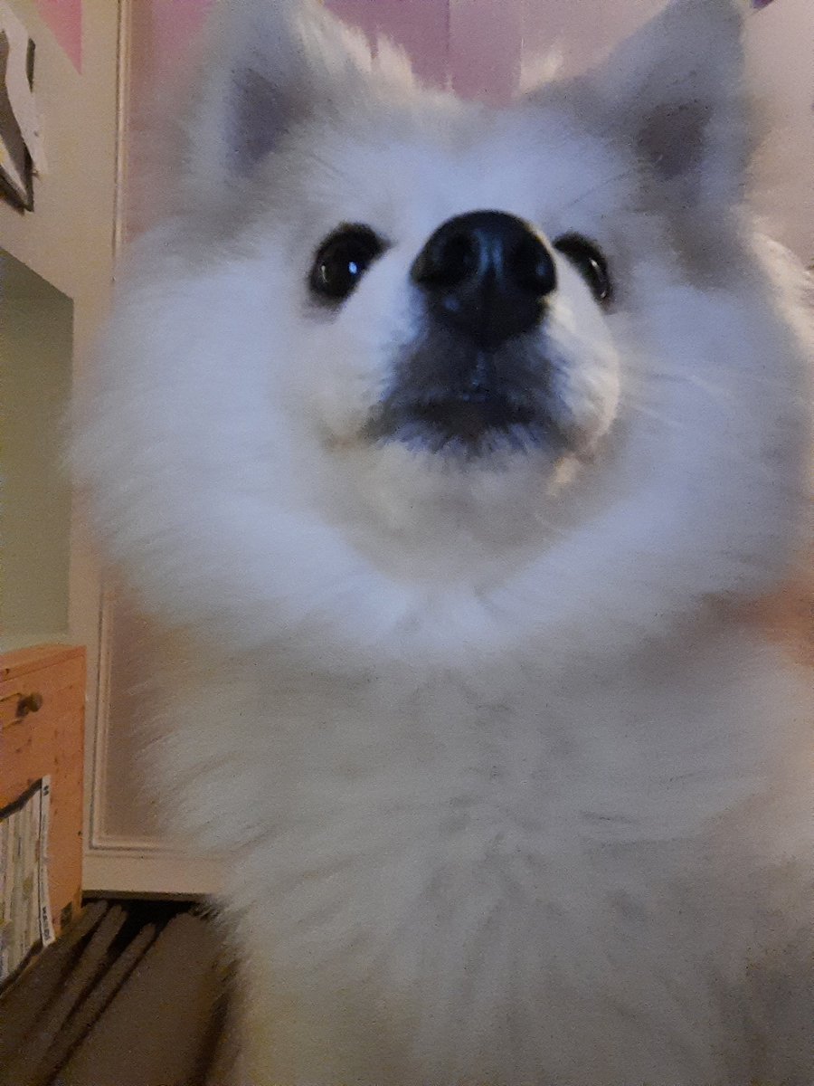 MyloThepomsky's tweet photo. Lets take a selfie! 💕
#dog #cutenessOVERLOAD #Belgium #cuteanimals #SelfieTime https://t.co/GFC6AKbVOU