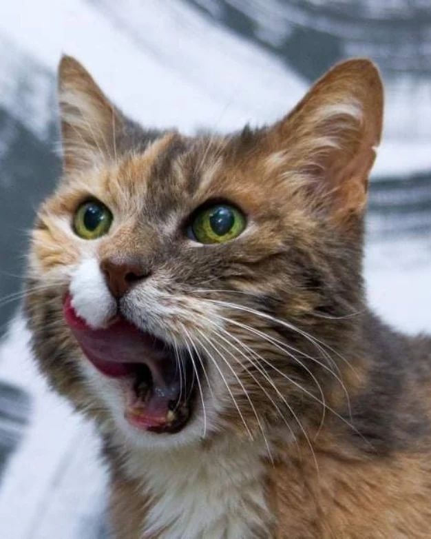 zverikivdar 🐶🐱 tweet media