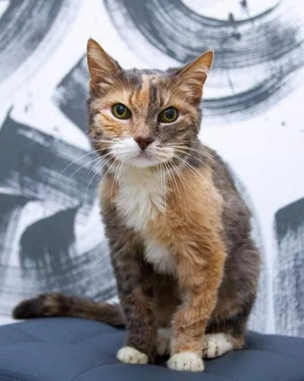 zverikivdar 🐶🐱 tweet media