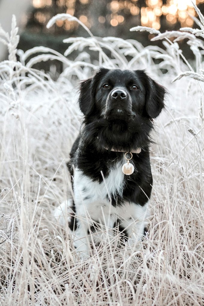 Who's dis? Guess we're really doing this new Twitter thing!
A big Yes to all the uncropped photos 👏🏼

#dogsoftwitter
#twitterdogcommunity 
#dogphotography 
#uncropped