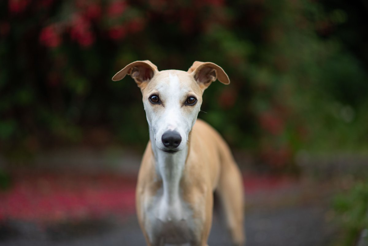 Love this as an excuse to post old favourites😂  #twitterdogcommunity #dogsoftwitter #whippet