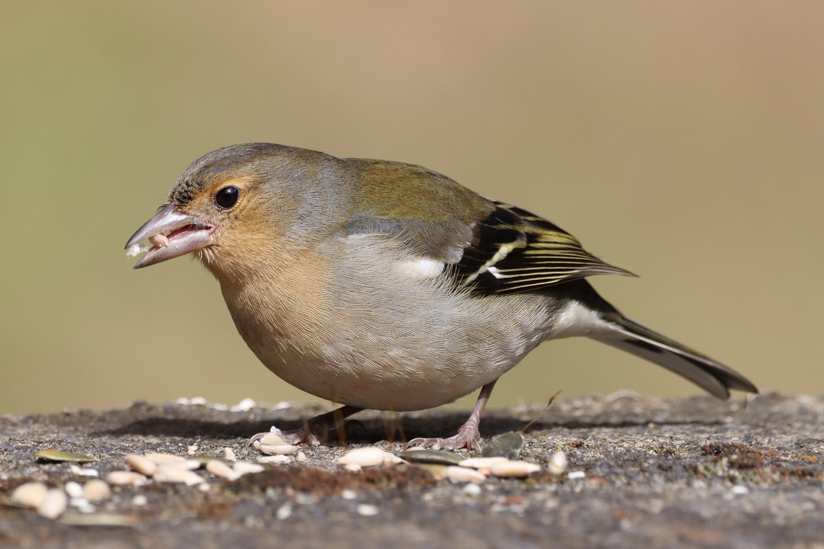 stormcabbirds's tweet photo. Madeira Chaffinch. A sub species of our common Chaffinch. Subtle colour differences, but they are noticeable. I was able to put out some seed on a wall to get some razor sharp isolation shots in the sunlight. #madeira #morebirdslesspolitics #madeirachaffinch #birdseenin2022 https://t.co/5voovtEHiY