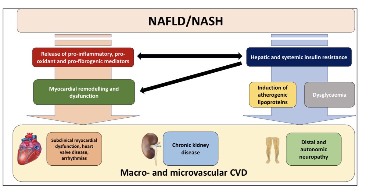 CristobMorales's tweet image. mdpi.com/2077-0383/11/4… Non-Alcoholic Fatty Liver Disease and Risk of Macro- and Microvascular Complications in Patients with Type 2 Diabetes. Congratulations Fernando 👏🏻👏🏻👏🏻👏🏻 @sociedadSEEN @SEDiabetes @sepdigestiva @fjavesc @DrTinahones @mromerogomez @Dr_ACaballero_