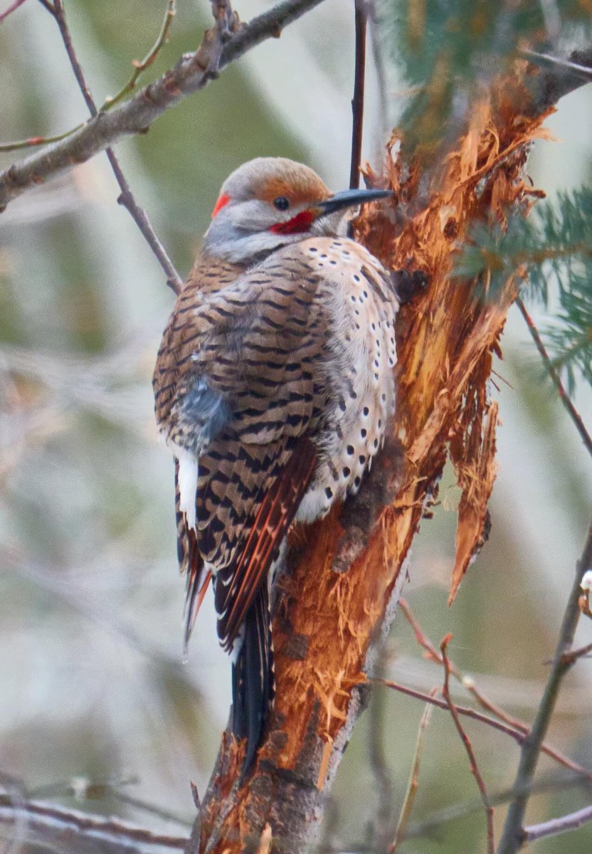 This unique (and gorgeous) bird is a intergrade between a yellow-shafted and a red-shafted flicker. So cool to see. Thank you to Grant Hill for sharing this beauty #feederwatch