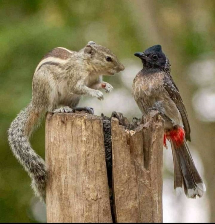 Tupai dohot Ambaroba, tupa do i sude molo Sian dos ni roha
