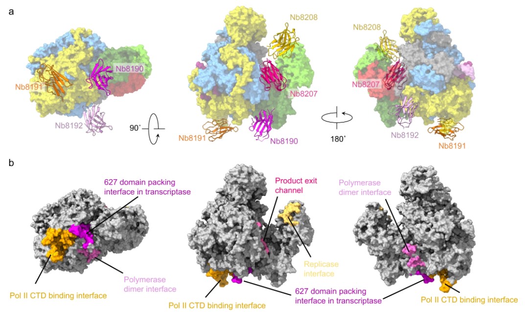 Nature Communications (@naturecomms) on Twitter photo Mapping inhibitory sites on the RNA polymerase of the 1918 pandemic #influenza virus using nanobodies
<a href="/JeremyKeown1/">Jeremy Keown</a> @amandaz83411502 <a href="/Dunn_School/">Dunn_School (now @DunnSchool.bsky.social)</a> <a href="/OxfordStrubi/">STRUBIOxford</a> <a href="/UniofOxford/">University of Oxford</a> <a href="/fodorlab/">Fodor Laboratory</a> <a href="/jonathan_grimes/">Jonathan Grimes</a>
go.nature.com/3LZeHzE Mapping inhibitory sites on the RNA polymerase of the 1918 pandemic #influenza virus using nanobodies
<a href="/JeremyKeown1/">Jeremy Keown</a> @amandaz83411502 <a href="/Dunn_School/">Dunn_School (now @DunnSchool.bsky.social)</a> <a href="/OxfordStrubi/">STRUBIOxford</a> <a href="/UniofOxford/">University of Oxford</a> <a href="/fodorlab/">Fodor Laboratory</a> <a href="/jonathan_grimes/">Jonathan Grimes</a>
go.nature.com/3LZeHzE