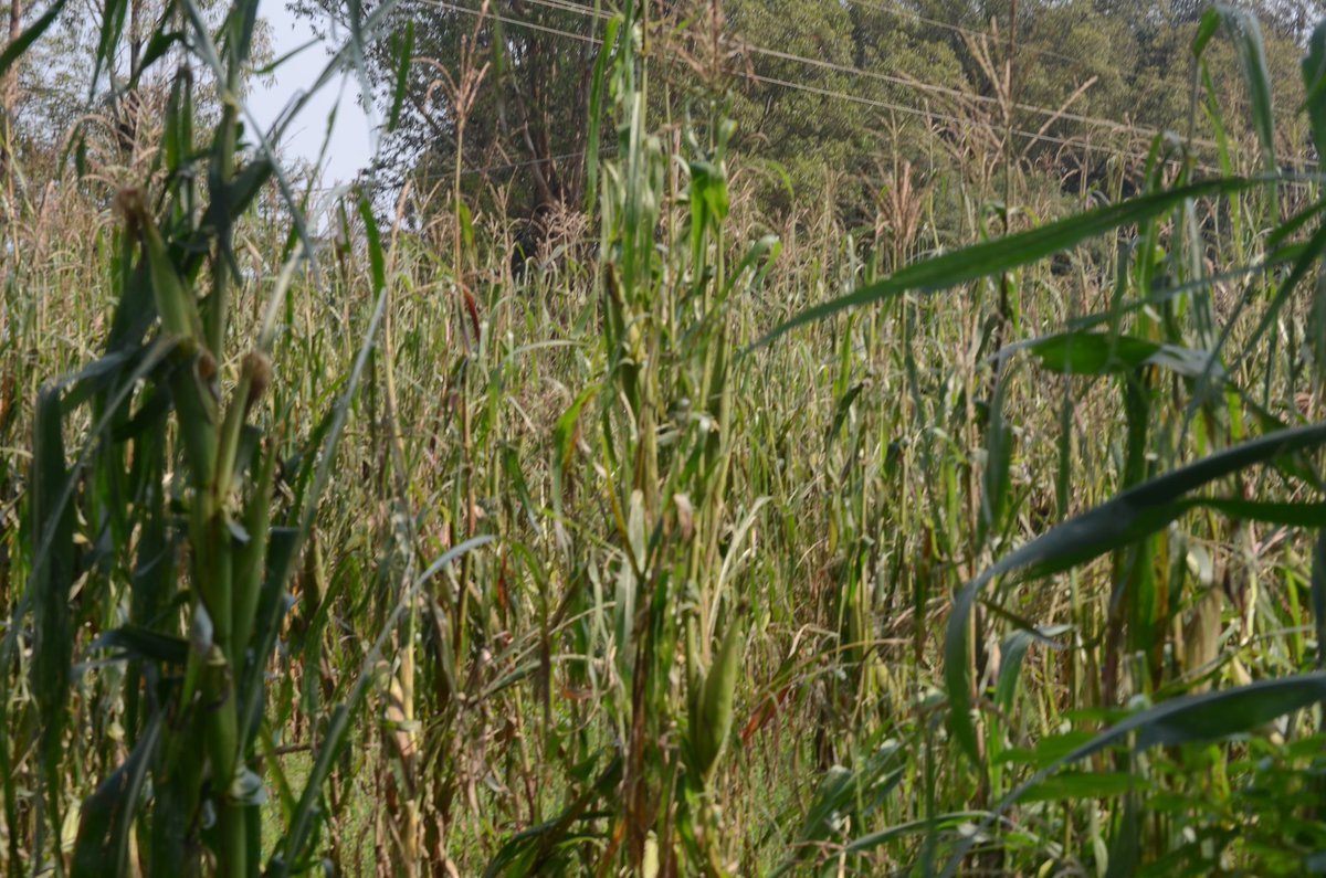 BurungaNews's tweet photo. #Burundi: @RuyigiProvince, une forte pluie mêlée de gèle a fortement frappé les Collines de #Sanzu et #Gasanda du chef lieu de la Commune et province #Ruyigi. Ce sont les plantations de ma��s et de bananiers qui ont été durement touchées https://t.co/p1O13idvFe