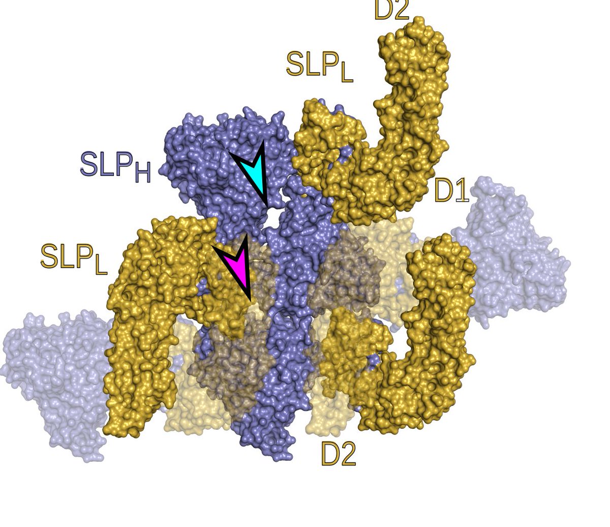 BugS_layers's tweet image. 7. The #Cdiff #BugSlayer is very tightly packed, with pores of only about 11A, so only small ions can diffuse through #SlayerStructure 9/n
