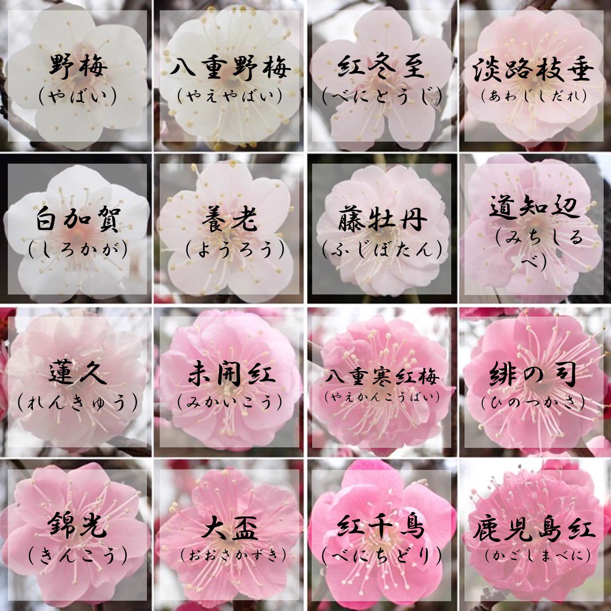 梅が好きな人は行くべき？世田谷区梅が丘にある羽根木公園が凄い！