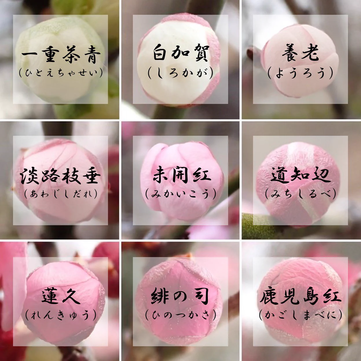 梅が好きな人は行くべき？世田谷区梅が丘にある羽根木公園が凄い！