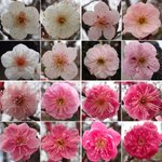 梅が好きな人は行くべき？世田谷区梅が丘にある羽根木公園が凄い!