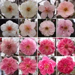 梅が好きな人は行くべき？世田谷区梅が丘にある羽根木公園が凄い!