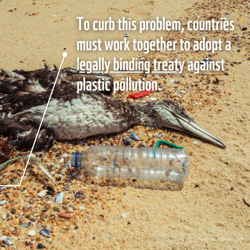 WWF's tweet photo. What we know about the effects of plastic pollution is just the tip of the iceberg.

We CAN #StopPlasticPollution with a #PlasticsTreaty - it’s not too late https://t.co/OF5fqwYt9c

#UNEA #AllEyesOnUNEA