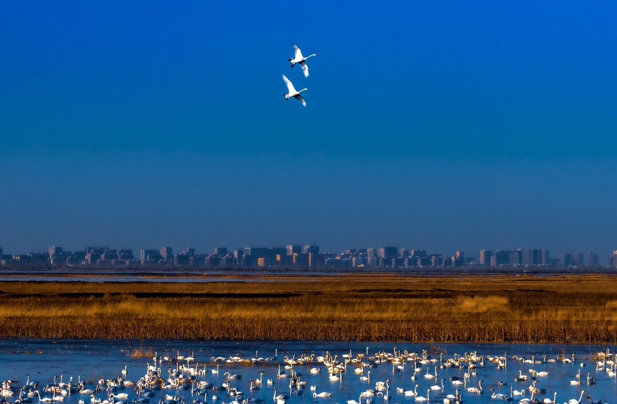 Zhang Meifang tweet media