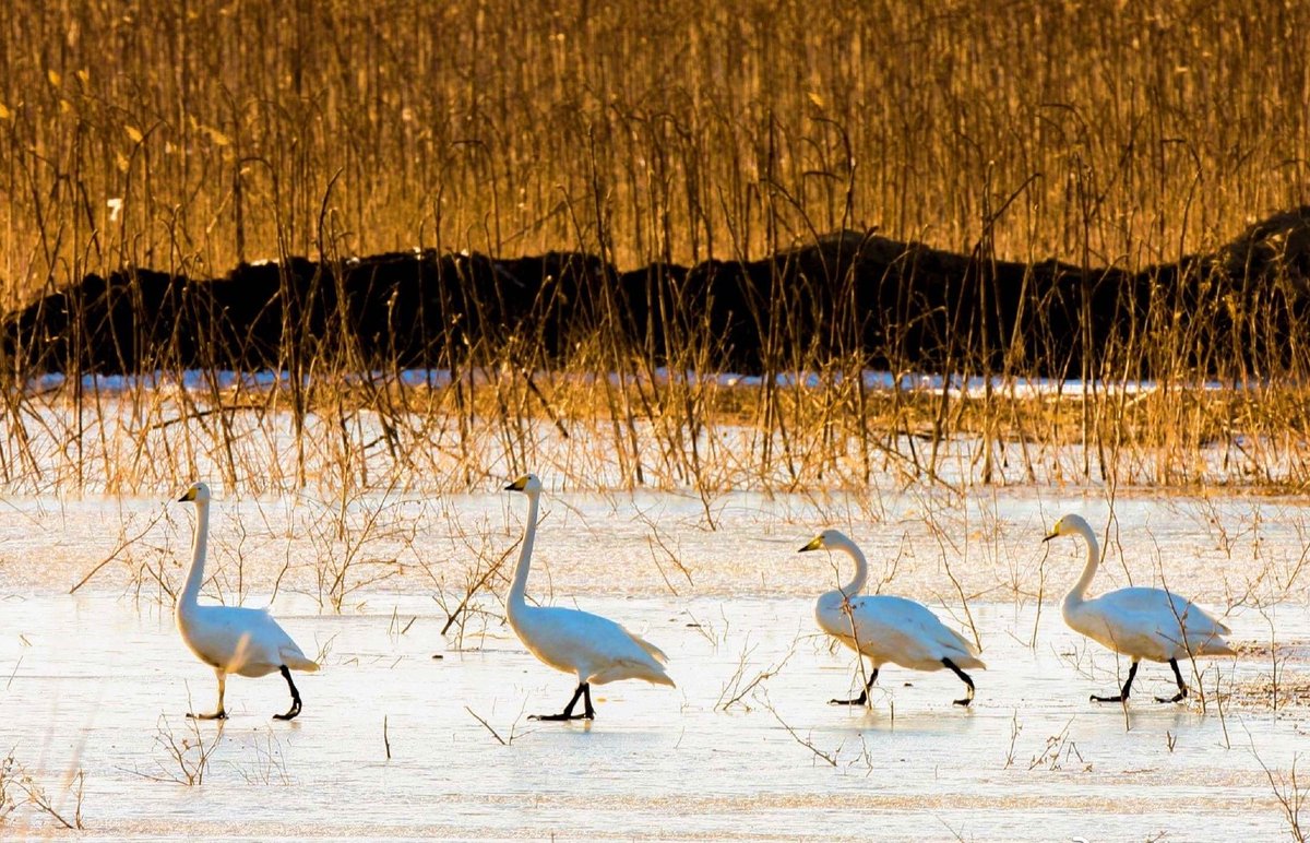 Zhang Meifang tweet media