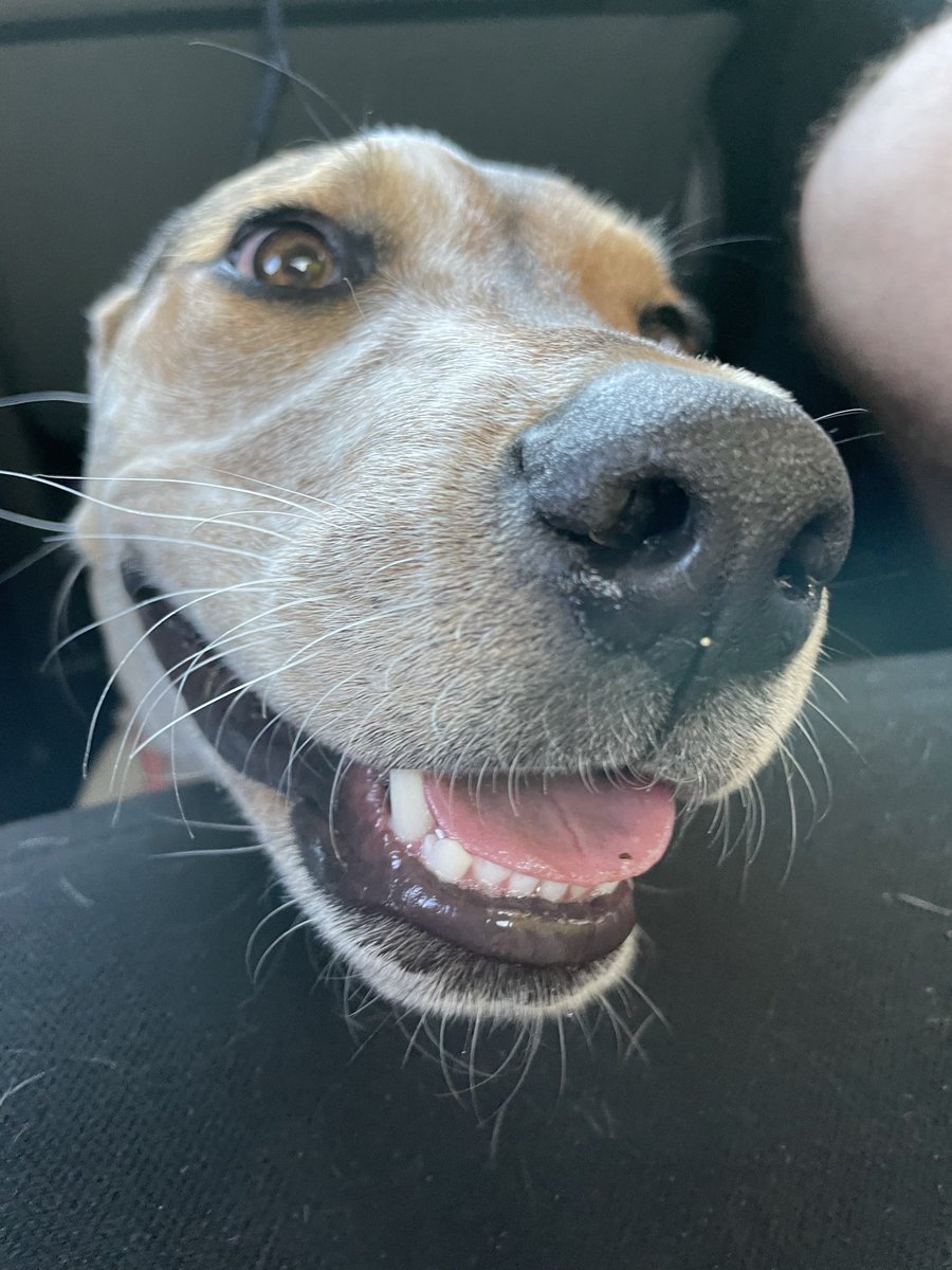 #twitterdogcommunity — I don’t know what’s going on but I’m EXCITED.