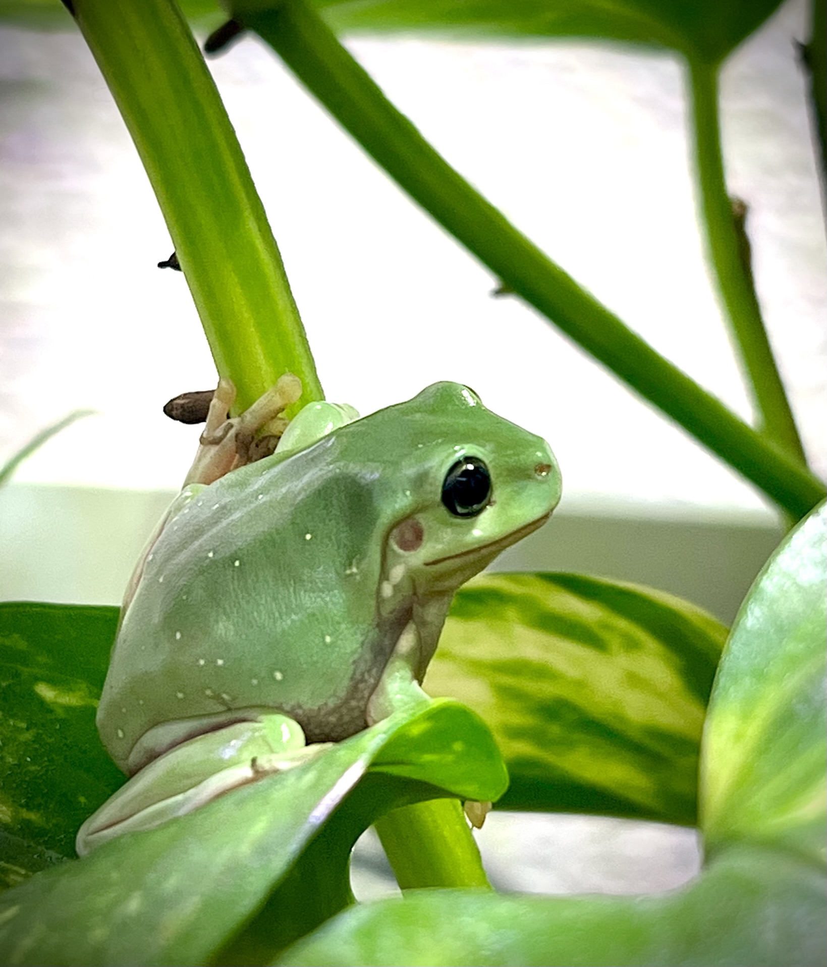 いえあめがえるのぐりとぐら ぐり 夜遊び準備ok 今日も皆さんのかわいい家族さん達に癒された1日だった いつもありがとうです イエアメガエル T Co 11dqlynfja Twitter