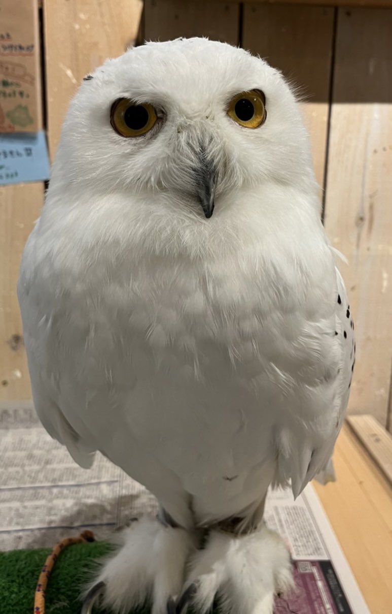 Country ｏwl Owl Countryowl Twitter