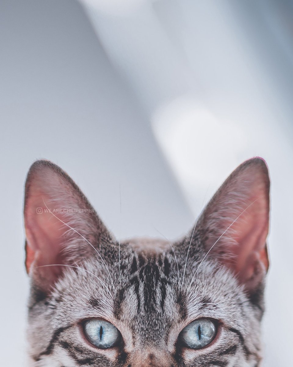 hello twitter, any room for four spicy kitties in here #twitterdogcommunity #twittercatcommunity? this will be fun!