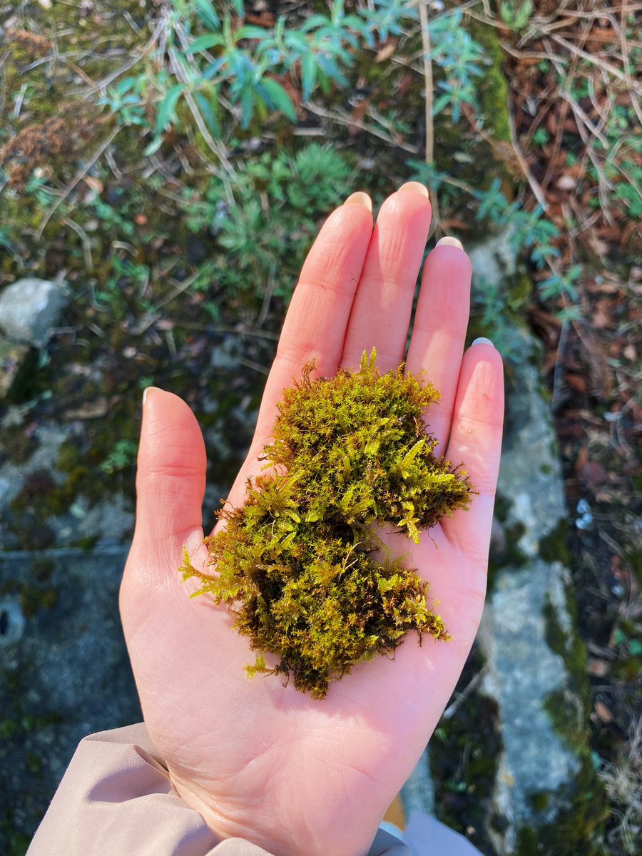 The first of four Nature Walks Tottenham Talking will be joining hosted by <a href="/FriendsOfStags/">Friends of StAGS (St Ann's Green Spaces)</a> it was just beautiful! The rain cleared for us and we had some lovely sun as we explored the greenery around St Ann’s Hospital @BEHMHTNHS