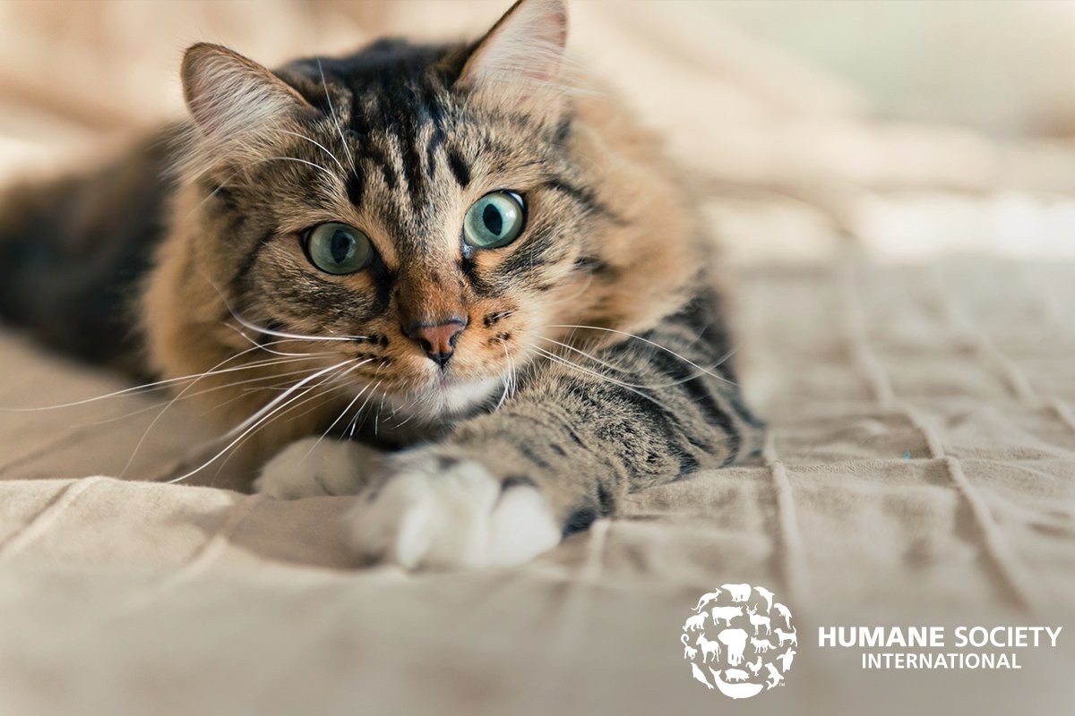 👏 We warmly welcome <a href="/EU_Commission/">European Commission</a>'s compassionate decision to allow refugees fleeing from #Ukraine to enter the #EU with their pets travelling without a prior individual application for a permit.