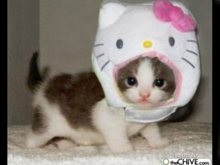 hidzuwu's tweet photo. тред с милыми котиками в шапочках и костюмчиках https://t.co/Gr5Fdq377m