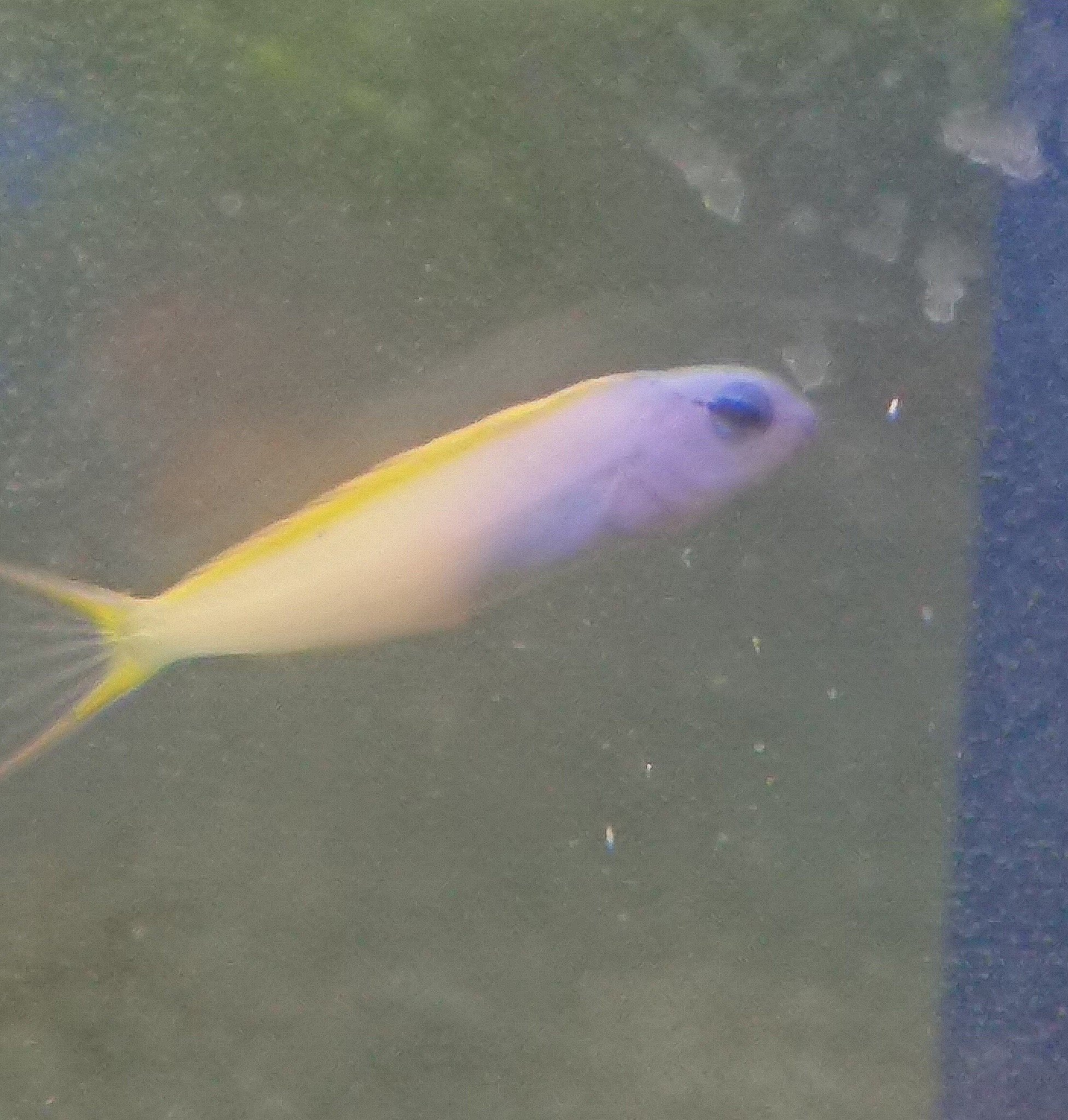 ペッツパーク福知山店 こんにちは ペッツパーク福知山店 です 本日入荷の 海水魚を紹介します オウゴンニジギンポ バイカラードティーバック ヒメジャコガイ です とても可愛くきれいな魚たちがきてくれました T Co 024w2pdope